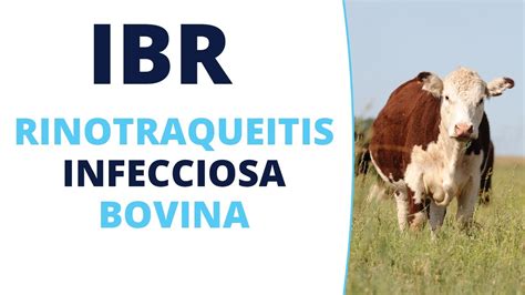 Rinotraqueítis Infecciosa Bovina IBR YouTube