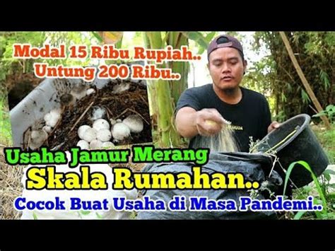 Budidaya Jamur Merang Skala Rumahan COCOK Buat Usaha Sampingan YouTube