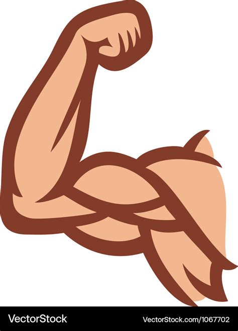 Biceps Arm Showing Muscles Royalty Free Vector Image