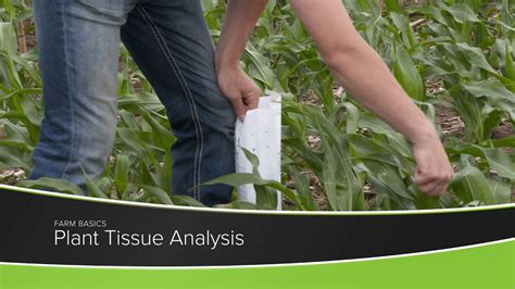 Plant Tissue Analysis Youtube