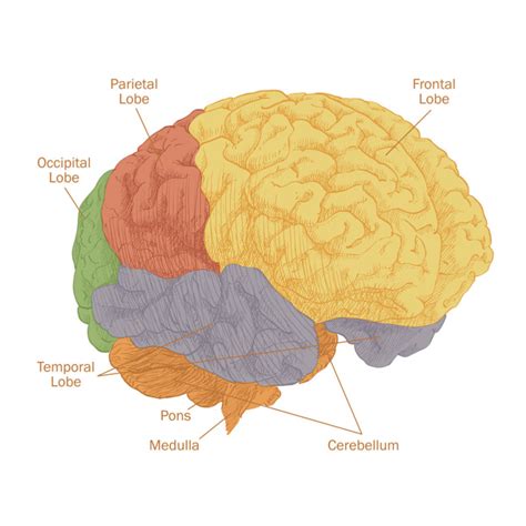 5 Lobes Of The Brain