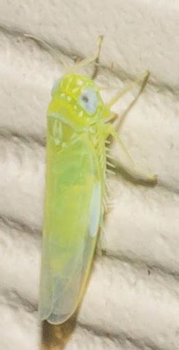 Spotted Headed Yellow Leafhopper Empoasca Fabae BugGuide Net