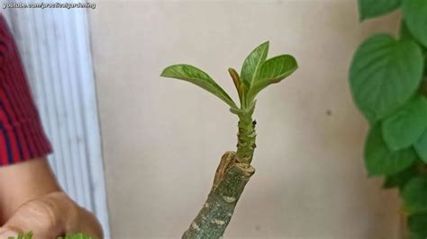 Practical Gardening Easy Adenium Desert Rose Grafting Wedge Technique