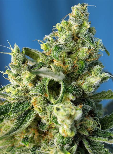 Sweet Amnesia Haze Buy Sweet Seeds Cannabis Seeds