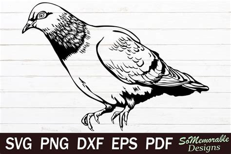 Pigeon Svg Cut File Dove Svg Design