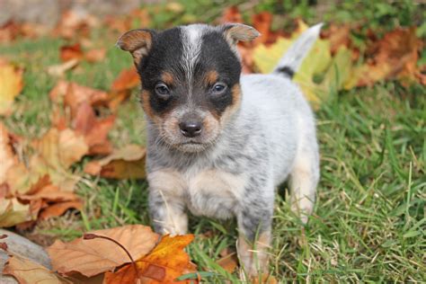 Queensland Heeler Puppy Dogs For Sale in Ventura County, Southern ...