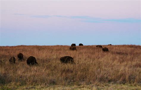 Temperate and Tropical Grasslands, Savannas, and Shrublands — Ecology ...