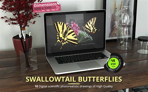 Swallowtail Butterfly