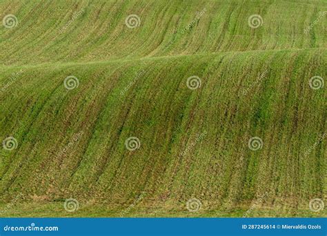 undulating field stock photo image  undulating grass