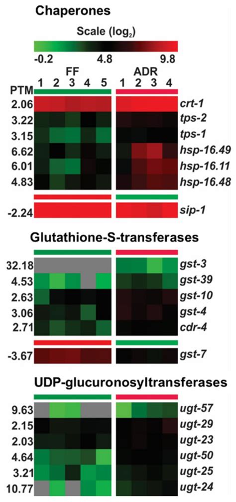 Expression Of Genes Involved In Cellular Protein Homeostasis And