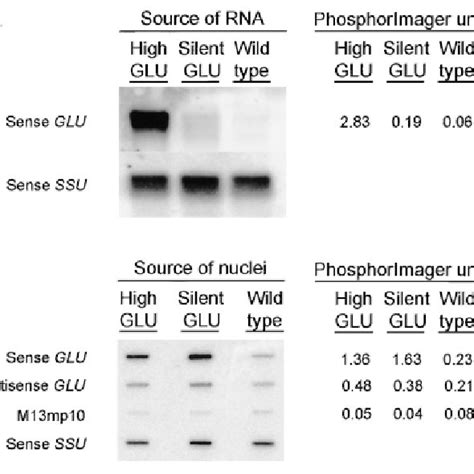 RNA Gel Blot Analysis And Slot Blot Hybridization Of Nuclear Run On