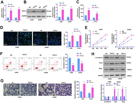 Inhibition Of Fstl Abates The Proliferation And Metastasis Of Renal