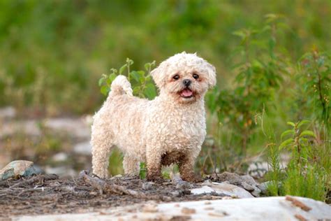 Maltese Mixes: 41 Different Maltese Crossbreeds You'll Love