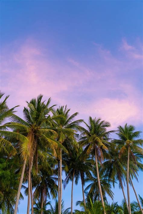 Tropical Palm Trees Against A Blue Purple Sunset Sky Sunset In The