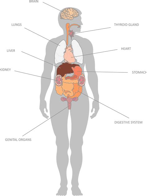 Diagram Body Internal Organs