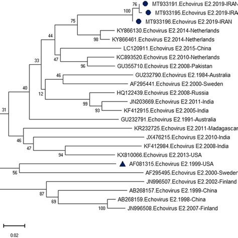 Phylogenetic Analysis Based On Partial Vp Nucleotide Sequences Of