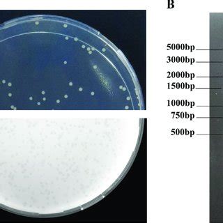 Circular Map Of The Bacteriophage Vb Vps Pg Genome The Innermost