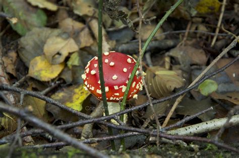 Cueillette Des Champignons Attention Aux Intoxications