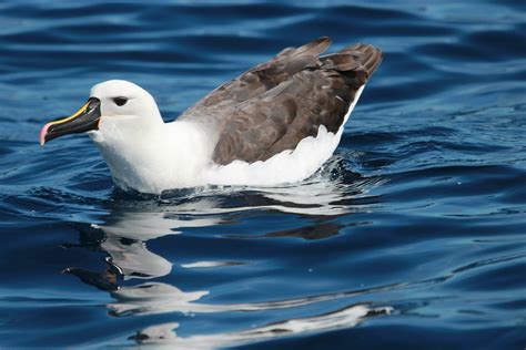 Eastern Yellow-nosed Albatross 24735652 Stock Photo at Vecteezy