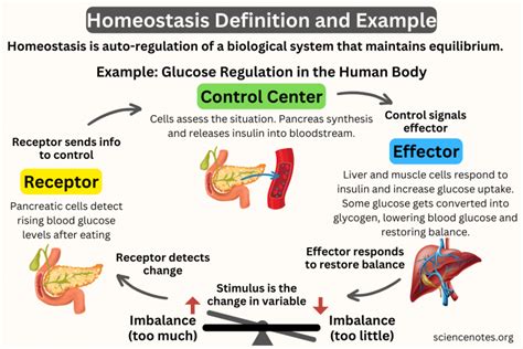 What Is Homeostasis in Biology? Definition and Examples