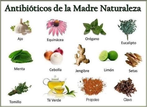 Plantas Medicinales Beneficios De Plantas Para La Salud