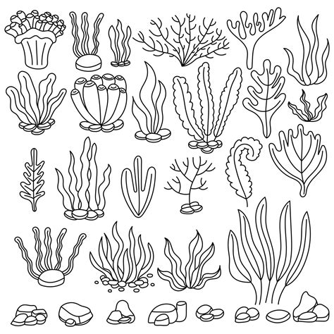 Seaweed Set Water Grass Freehand Coloring Book Vector Illustration