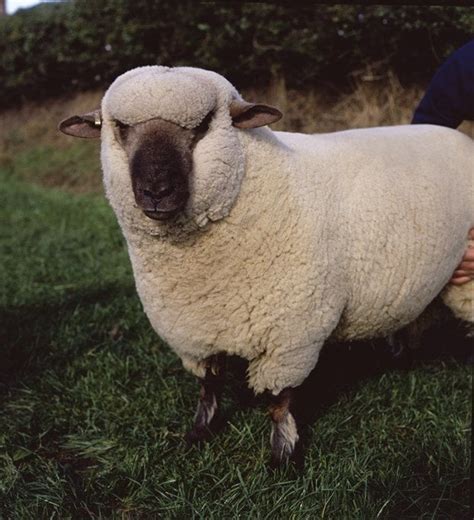 British Sheep Breeds British Wool