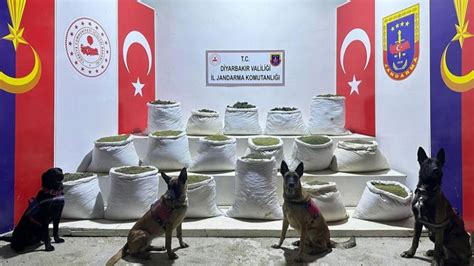 Diyarbakırda 2 milyon 64 bin kök kenevir ve skunk ile 812 kilo esrar