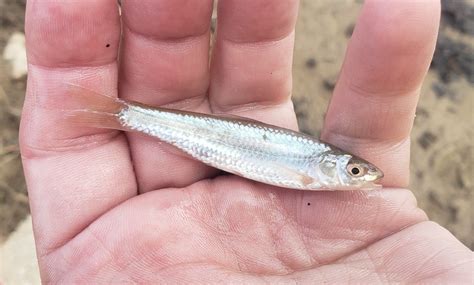 River Shiner Saskatchewan Fish · Inaturalist Canada