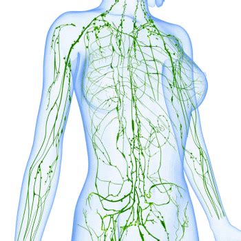 Wat Is Lymfoedeem Symptomen En Behandelingen Nymph