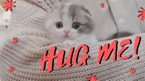 The Cutest Cats In The World 1 😻 Hugs Edition 🐱 Charming Pets