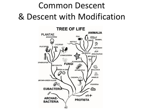 Common Descent Definition Biology - DEFINITION JKS