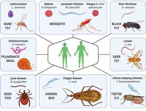 Parasites And Parasitology In This SARS CoV 2 COVID 19 World An