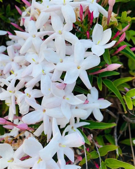 Pink Jasmine Flower: Care Guide, Meaning & Uses - Plants Craze