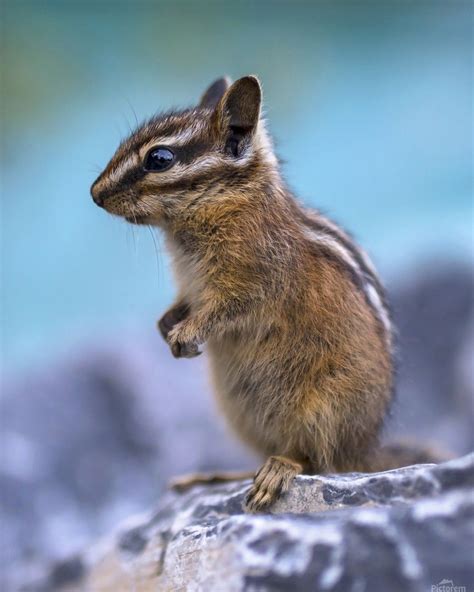 Baby Chipmunk Wallpapers Top Free Baby Chipmunk Backgrounds