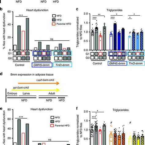 Parental HFD Causes Intergenerational Elevation Of Lipid Content And