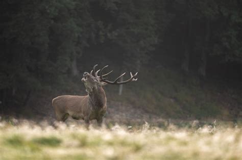 Brame Du Cerf Han Sur Lesse Grottes De Han