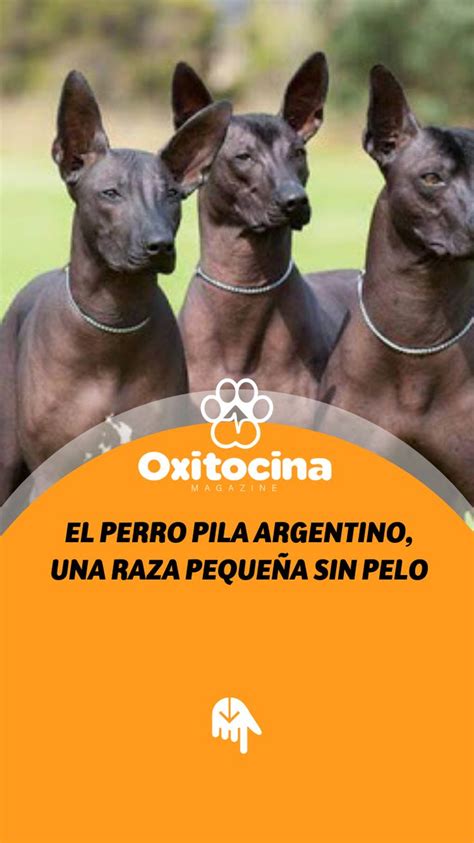 El Perro Pila Argentino Una Raza Peque A Sin Pelo