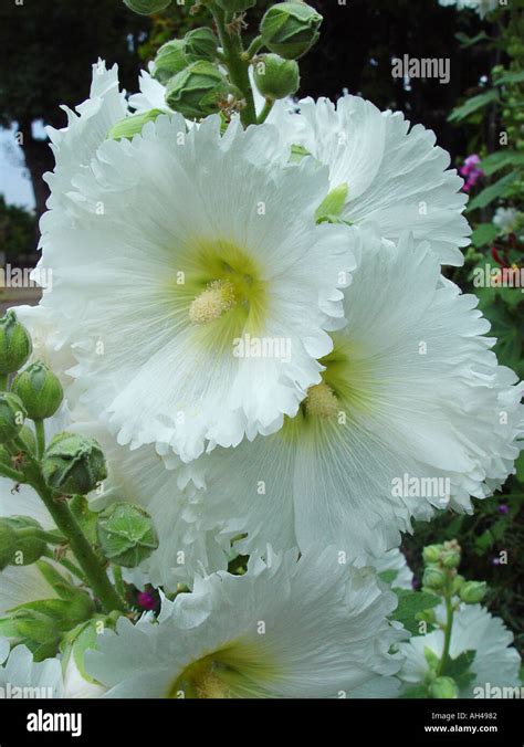 Alcea Althea Rosea White Frills Stock Photo Alamy