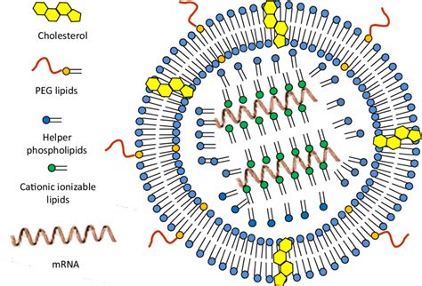 Schematic Representation Of Components Of Lipid Nanoparticles Lnps