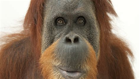 Sumatran Orangutan Female