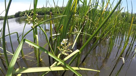 3 Plants That Help To Keep Pond Water Clear