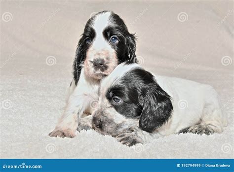 Two English Cocker Spaniel Puppies Stock Image Image Of Spaniel