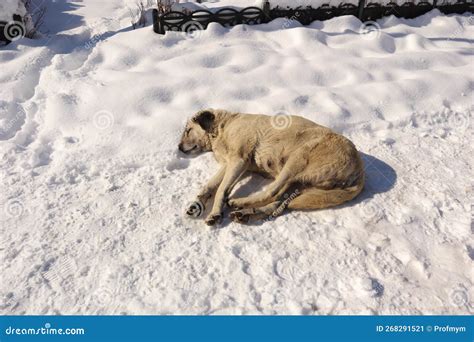 Homeless Dog Sleeping on Snow. Stray Dogs in the City in Winter. Urban Wildlife Stock Image ...