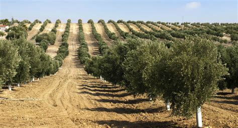 Why Plant Trees In The Desert Sponsor An Olive Tree In Israel