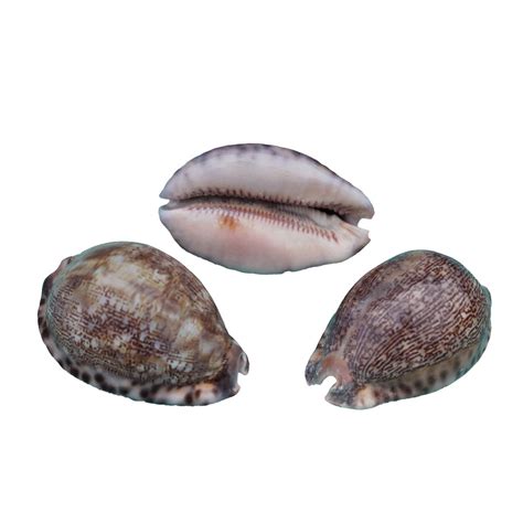 Sale Arabian Cowrie Seashells Cowry Shells California Seashell Company