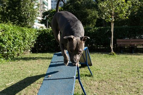 Premium Photo | Pit bull dog jumping the obstacles while practicing ...