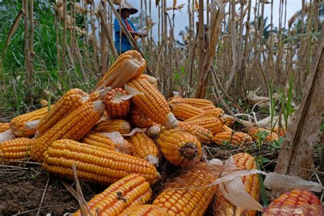 Pemerintah Tugaskan Bulog Untuk Memasok 30 Ribu Ton Jagung Pakan