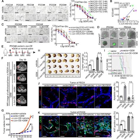 Fully Automatic High Throughput Drug Screening Identifies Potential Download Scientific Diagram