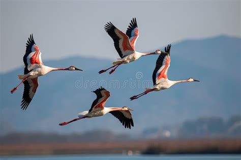 A Flock Of Flamingos In Flight Over The Water Stock Illustration